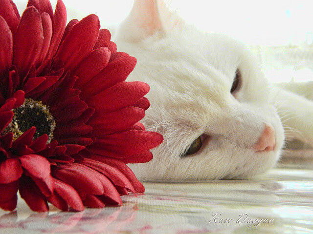 篮球职业联赛观众服务体验持续改进,篮球比赛观众体验和参与的重要性