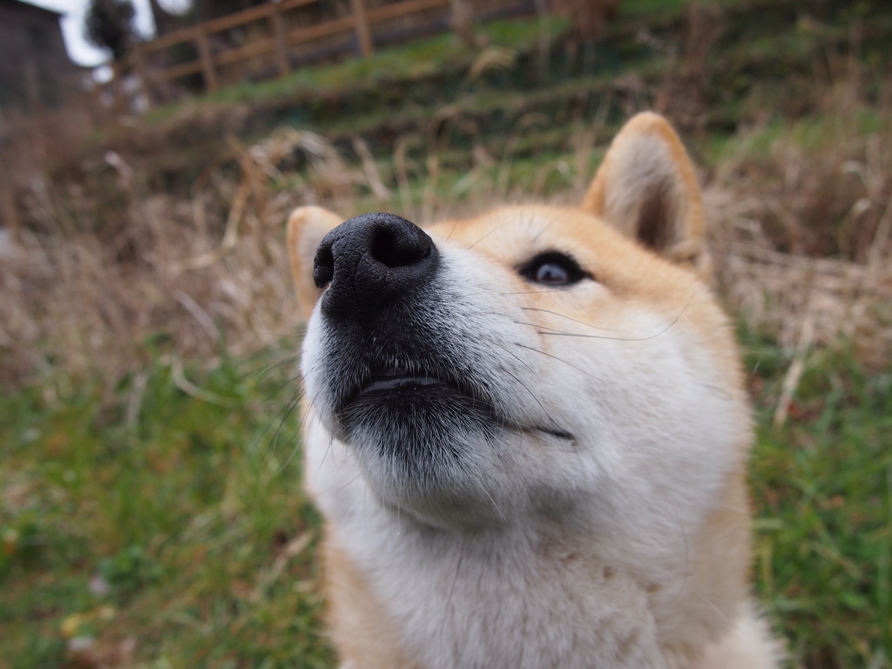 步行者完封勇士,抢七大战中哈利伯顿连续抢断建功,nba哈里伯顿