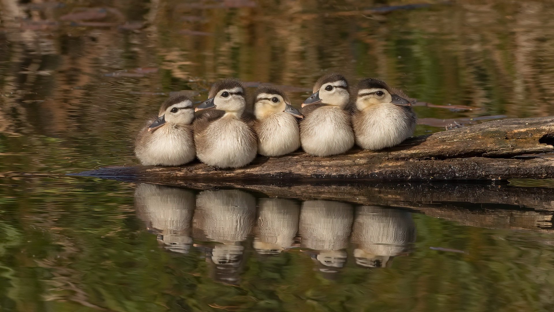 特立尼达和多巴哥不甘示弱，决心闯过重重困难，特立尼达和多巴哥怎么样
