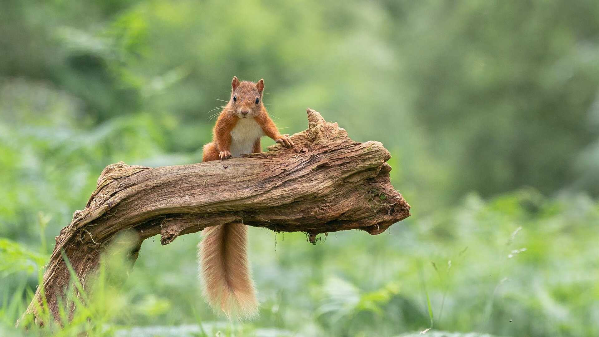 特立尼达和多巴哥不甘示弱，决心闯过重重困难，特立尼达和多巴哥怎么样