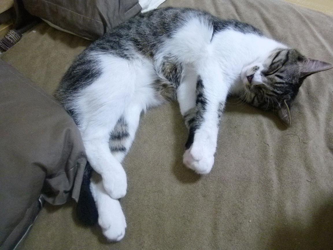 开云中国大陆-墨西哥反曲弓男队在泛美锦标赛中夺冠