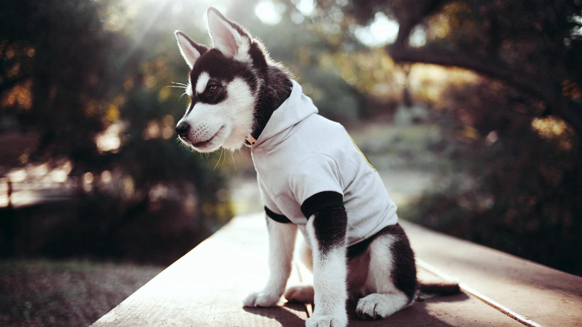 广东队保持高强度训练保持状态稳定,广东队伍