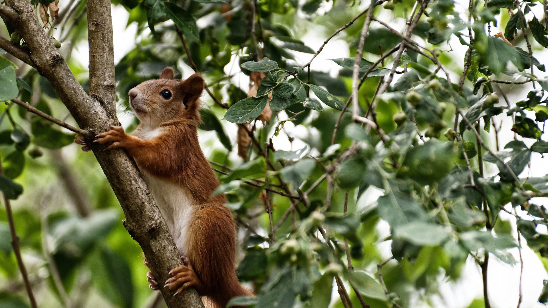 kaiyun开云·官方网站-公牛新晋球员适应良好有望进入核心阵容，公牛近况