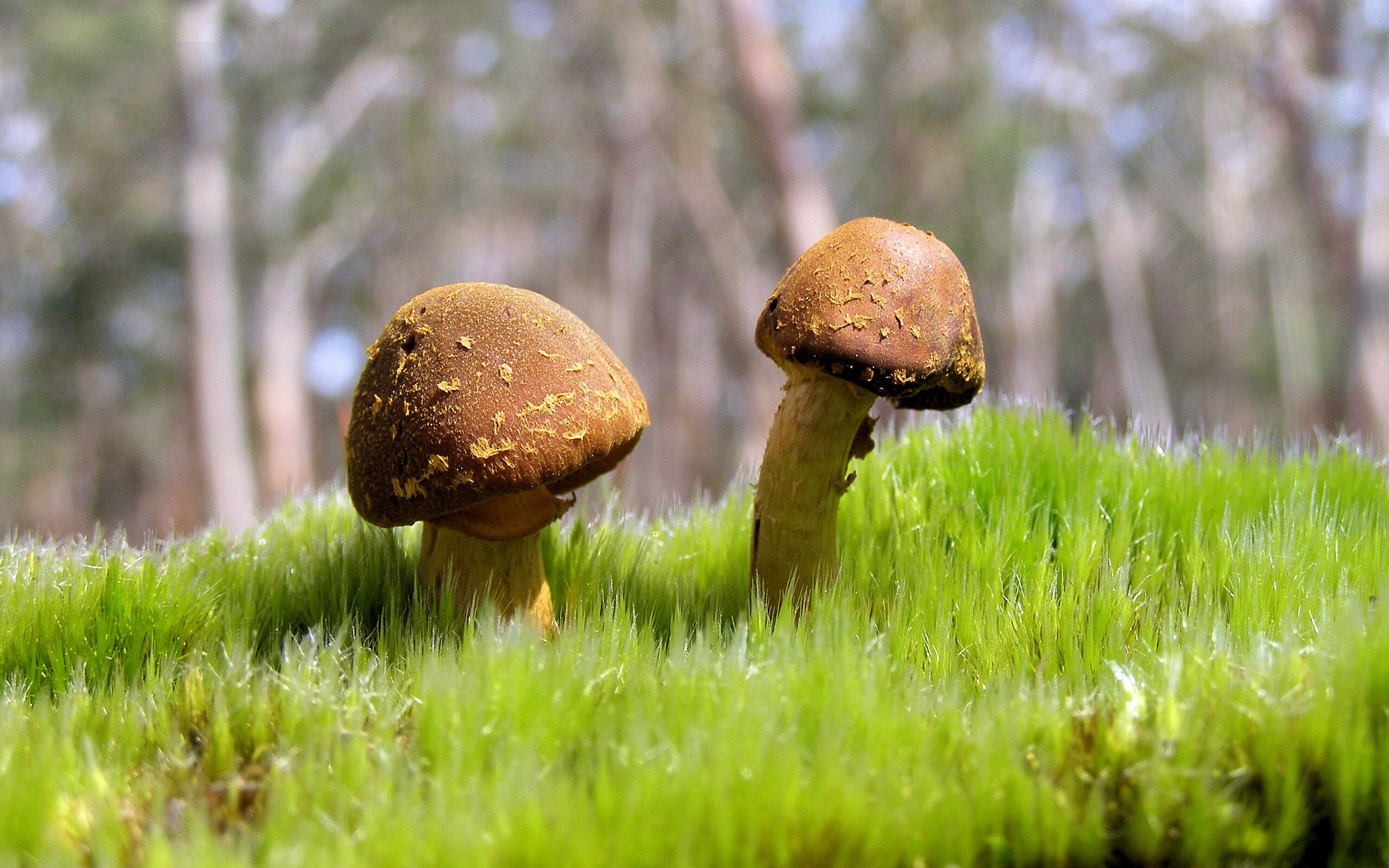 kaiyun中国官方网站-波尔曼凭借出色的组织能力与精准传球，成袋鼠队进攻利器，波尔曼斯网球