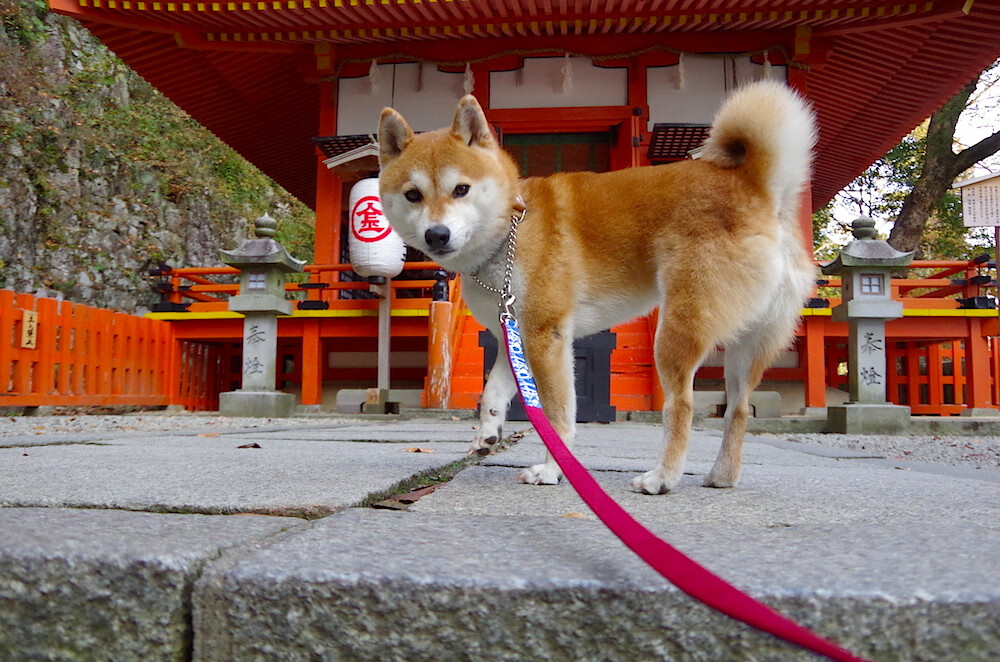 Kaiyun(中国)开云-法甲青训兴起：新人新气象！，法甲球队最新关系