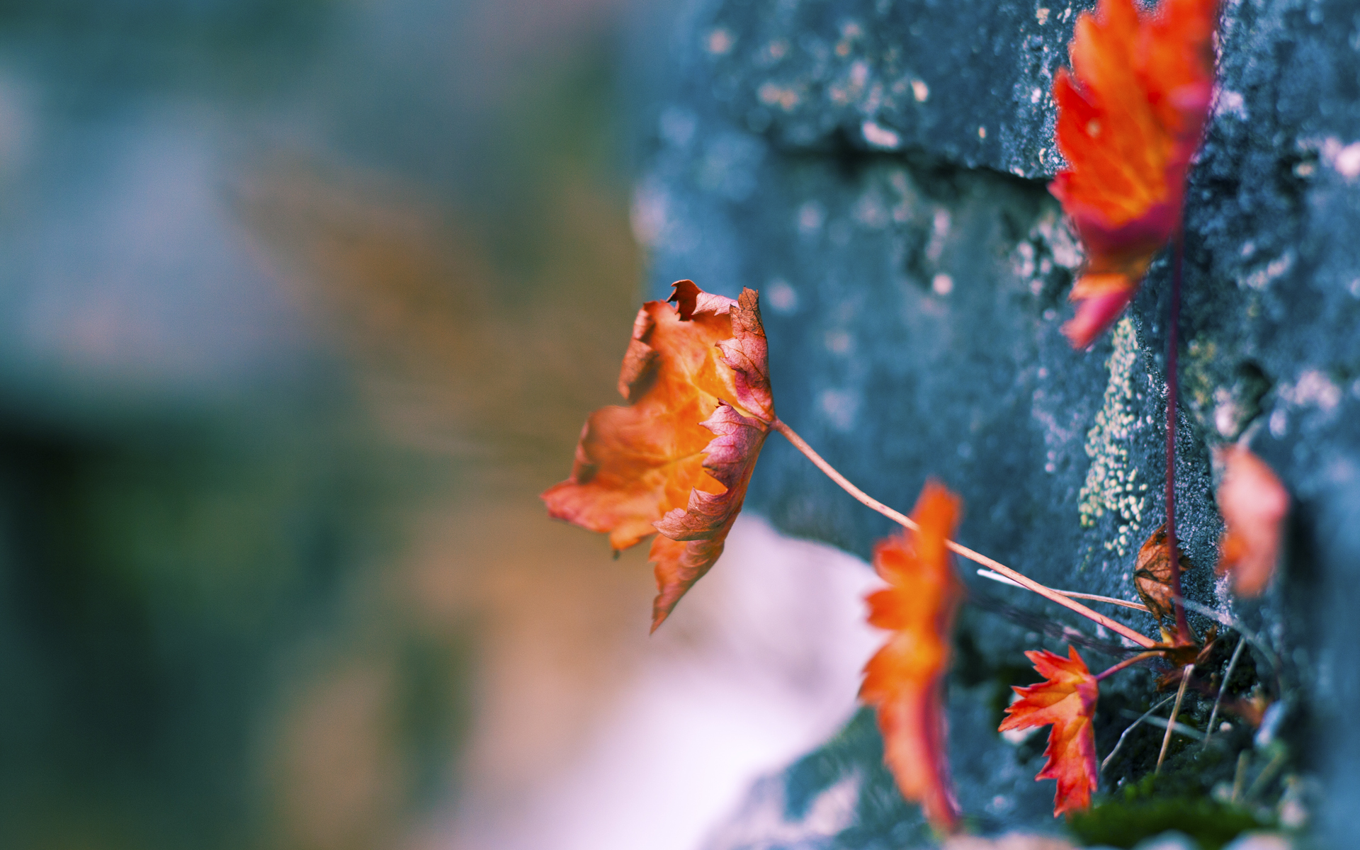 开云官网-美洲杯星光璀璨：明星飙技，精彩不断，美洲杯巡礼