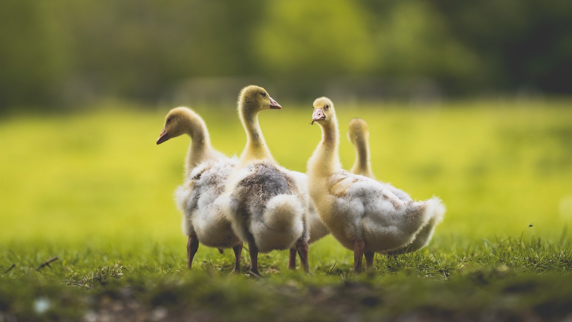 马拉维男篮在非洲锦标赛中夺冠,历史性突破令人振奋,非洲马拉维说什么语言